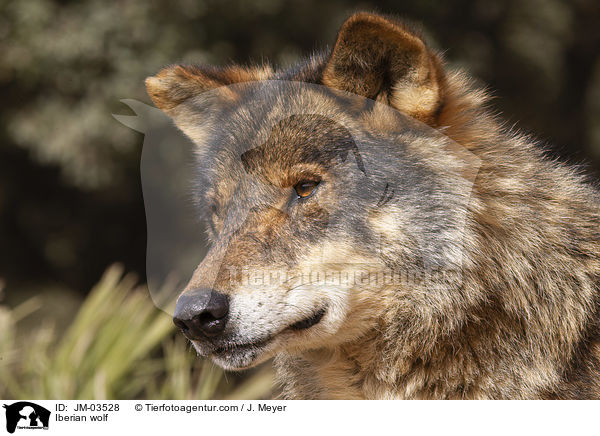 Iberischer Wolf / Iberian wolf / JM-03528