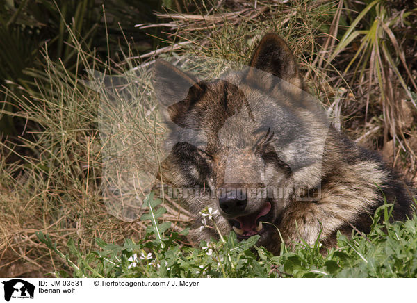 Iberischer Wolf / Iberian wolf / JM-03531