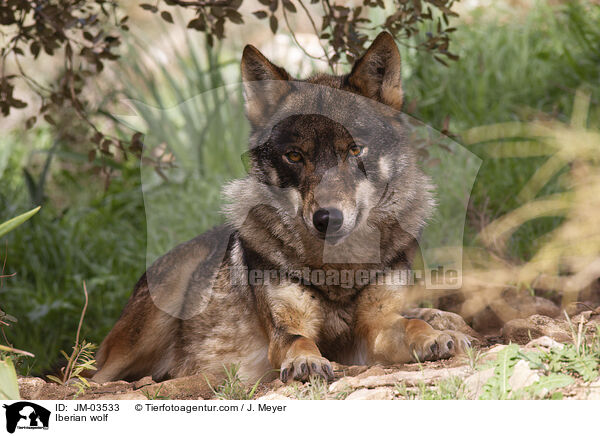 Iberischer Wolf / Iberian wolf / JM-03533