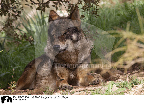 Iberischer Wolf / Iberian wolf / JM-03534