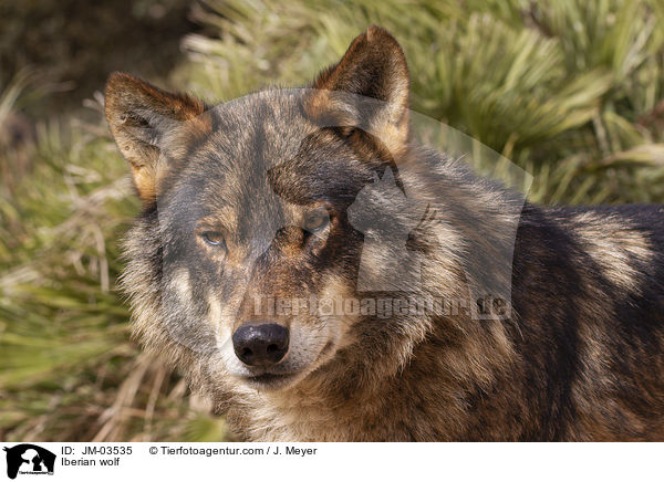 Iberischer Wolf / Iberian wolf / JM-03535