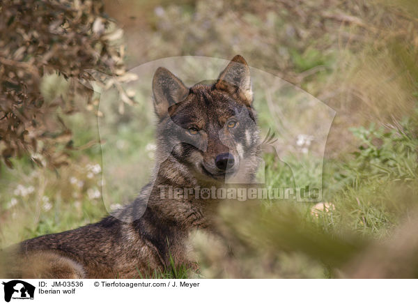 Iberischer Wolf / Iberian wolf / JM-03536