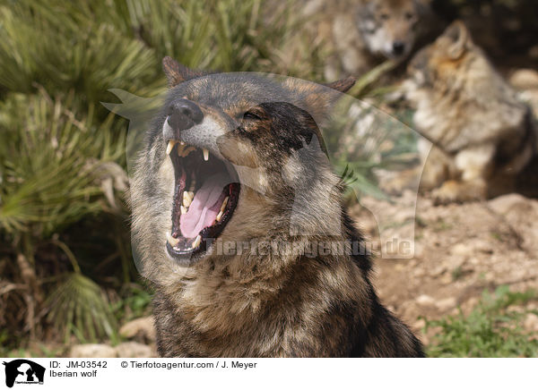 Iberischer Wolf / Iberian wolf / JM-03542