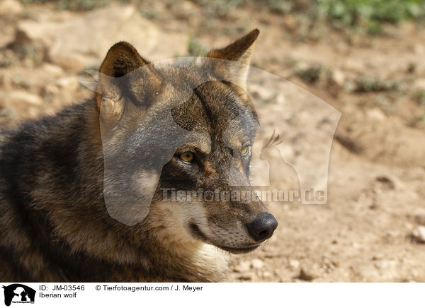 Iberischer Wolf / Iberian wolf / JM-03546