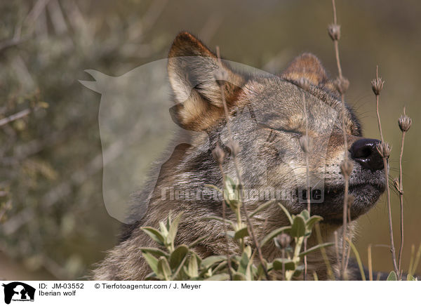 Iberischer Wolf / Iberian wolf / JM-03552