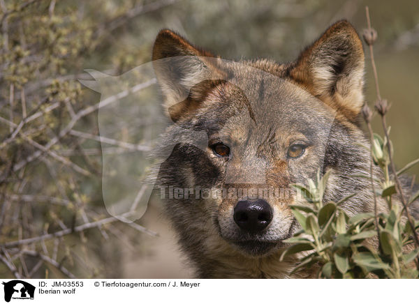 Iberischer Wolf / Iberian wolf / JM-03553