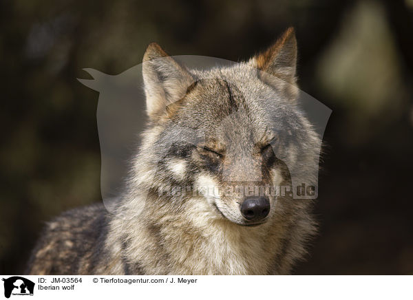 Iberischer Wolf / Iberian wolf / JM-03564