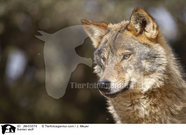 Iberischer Wolf / Iberian wolf / JM-03574