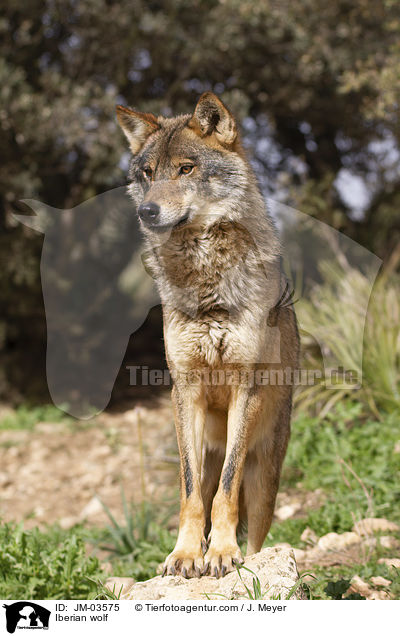 Iberischer Wolf / Iberian wolf / JM-03575