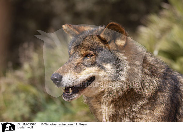 Iberischer Wolf / Iberian wolf / JM-03590