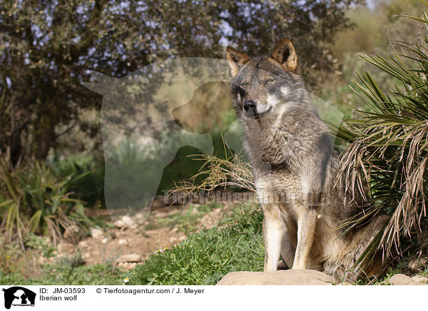 Iberischer Wolf / Iberian wolf / JM-03593