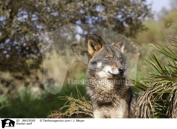 Iberischer Wolf / Iberian wolf / JM-03595