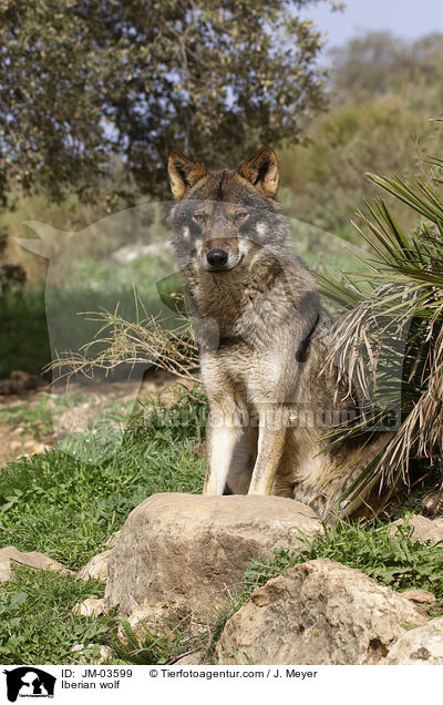 Iberischer Wolf / Iberian wolf / JM-03599