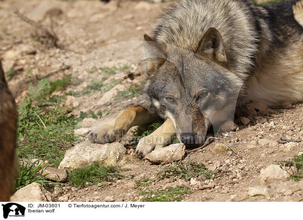 Iberischer Wolf / Iberian wolf / JM-03601