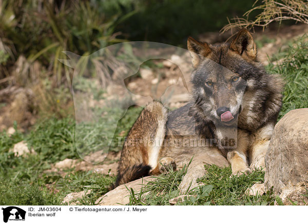 Iberischer Wolf / Iberian wolf / JM-03604