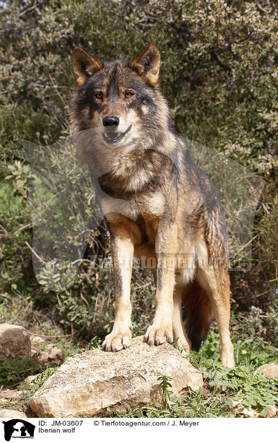 Iberischer Wolf / Iberian wolf / JM-03607