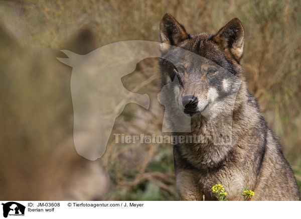 Iberischer Wolf / Iberian wolf / JM-03608