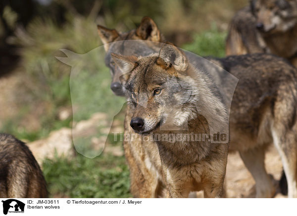 Iberische Wlfe / Iberian wolves / JM-03611