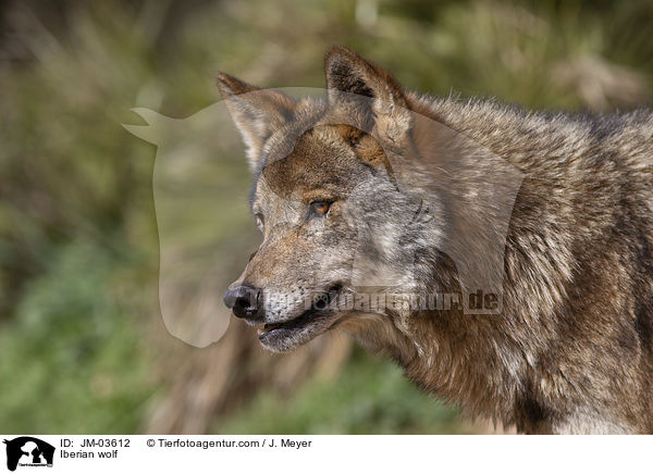 Iberischer Wolf / Iberian wolf / JM-03612