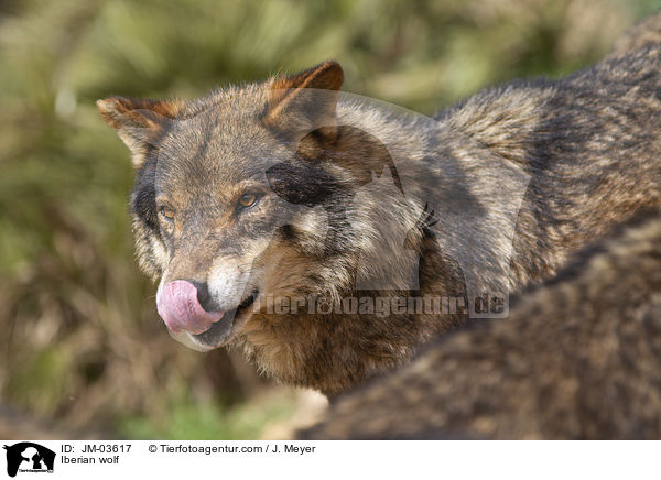 Iberischer Wolf / Iberian wolf / JM-03617