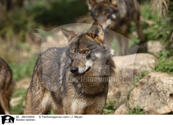 Iberische Wlfe / Iberian wolves / JM-03669