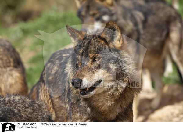 Iberische Wlfe / Iberian wolves / JM-03678
