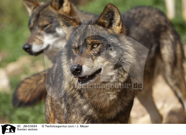 Iberische Wlfe / Iberian wolves / JM-03684
