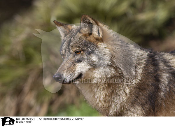 Iberischer Wolf / Iberian wolf / JM-03691