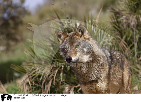 Iberischer Wolf / Iberian wolf / JM-03692