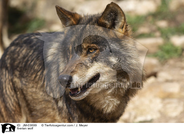Iberischer Wolf / Iberian wolf / JM-03699