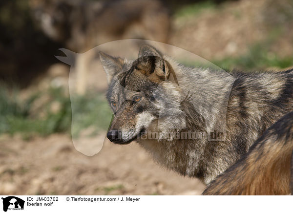 Iberischer Wolf / Iberian wolf / JM-03702