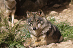 Iberian wolf