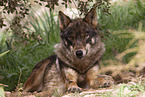 Iberian wolf