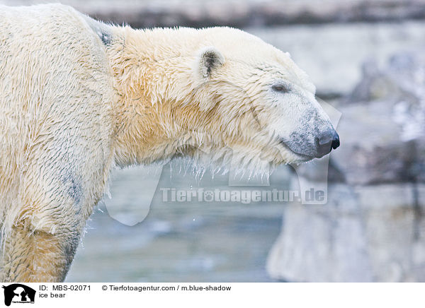 ice bear / MBS-02071