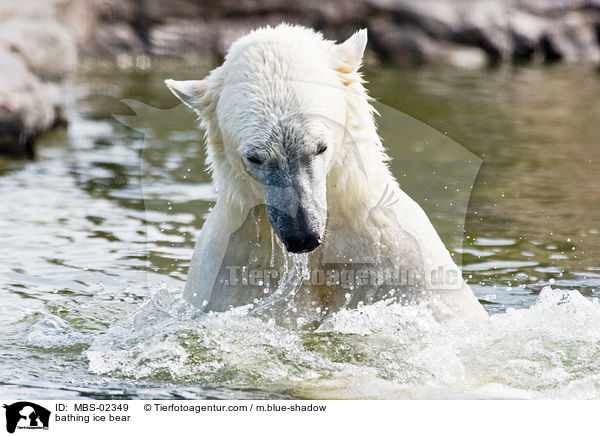 bathing ice bear / MBS-02349