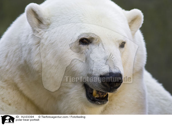 Eisbr Portrait / polar bear portrait / HJ-03394