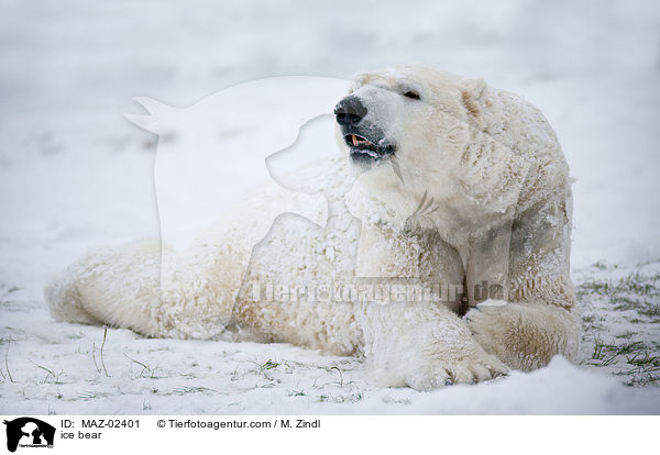ice bear / MAZ-02401
