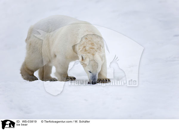 Eisbr / ice bear / WS-03819