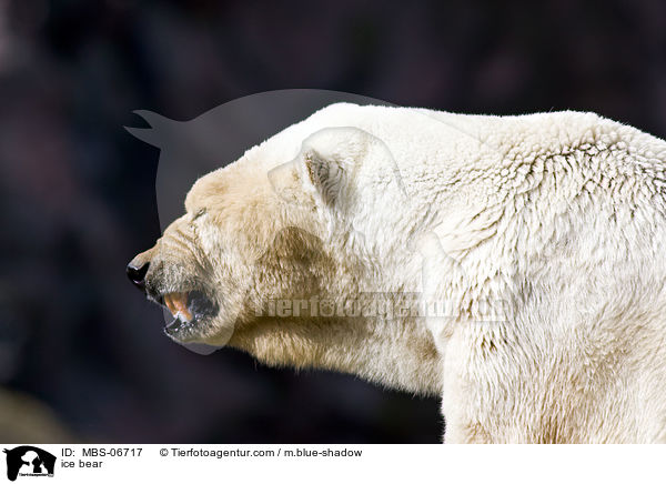 Eisbr / ice bear / MBS-06717