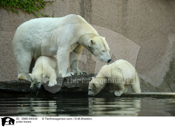 polar bears / DMS-06936