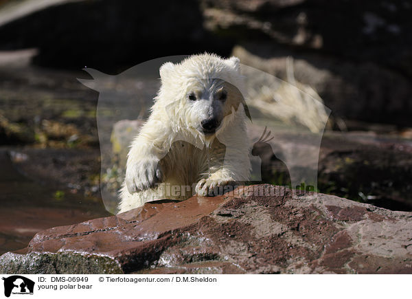 young polar bear / DMS-06949