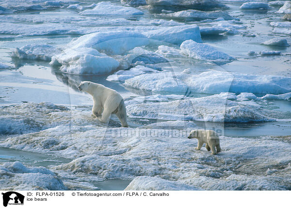 Eisbren / ice bears / FLPA-01526
