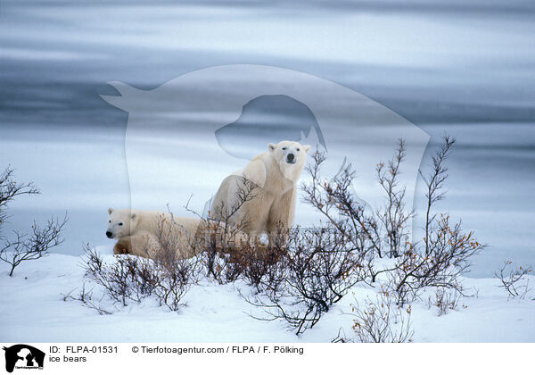 Eisbren / ice bears / FLPA-01531