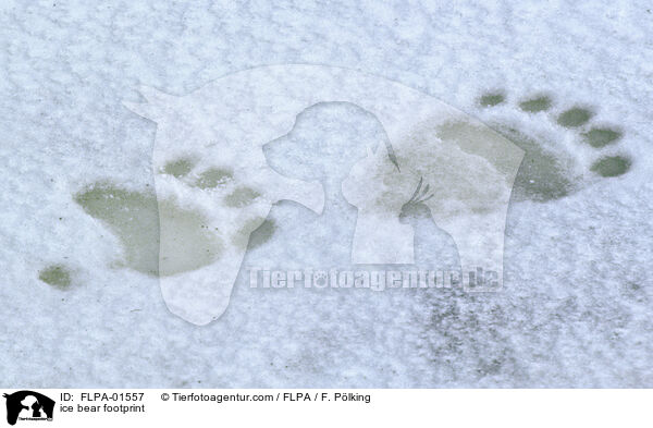 Eisbr Fuspur / ice bear footprint / FLPA-01557