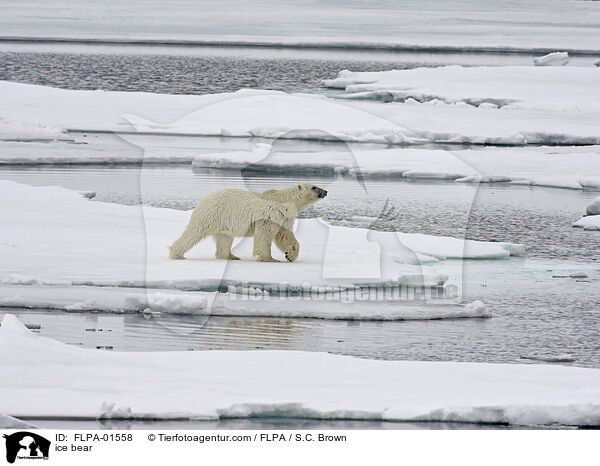 ice bear / FLPA-01558