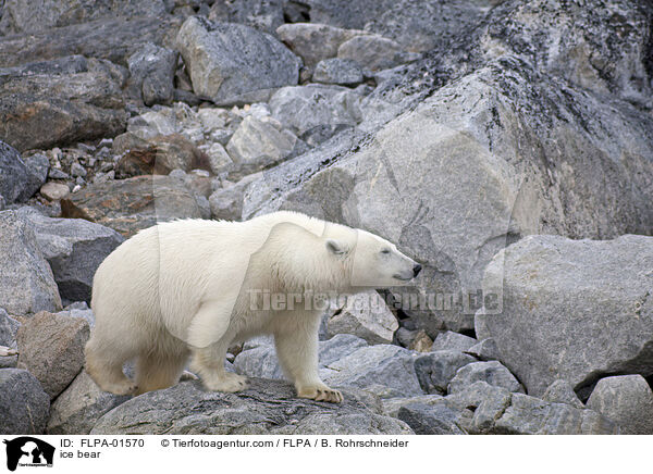 Eisbr / ice bear / FLPA-01570
