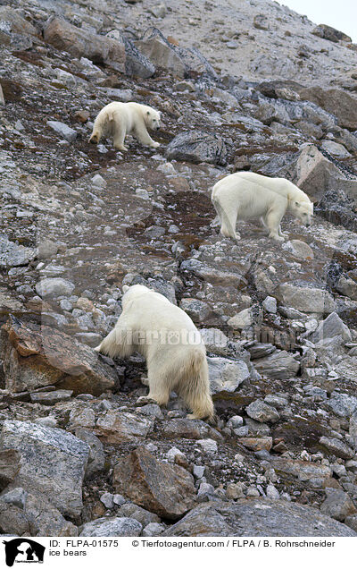 Eisbren / ice bears / FLPA-01575