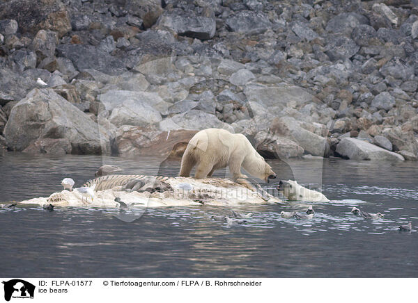 Eisbren / ice bears / FLPA-01577