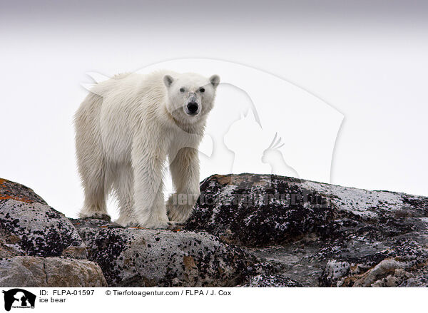 Eisbr / ice bear / FLPA-01597