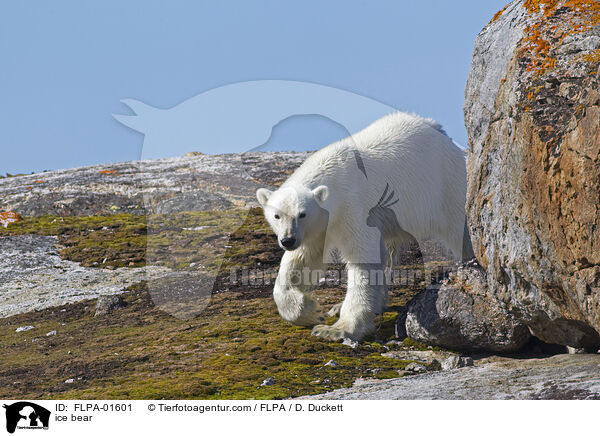 ice bear / FLPA-01601